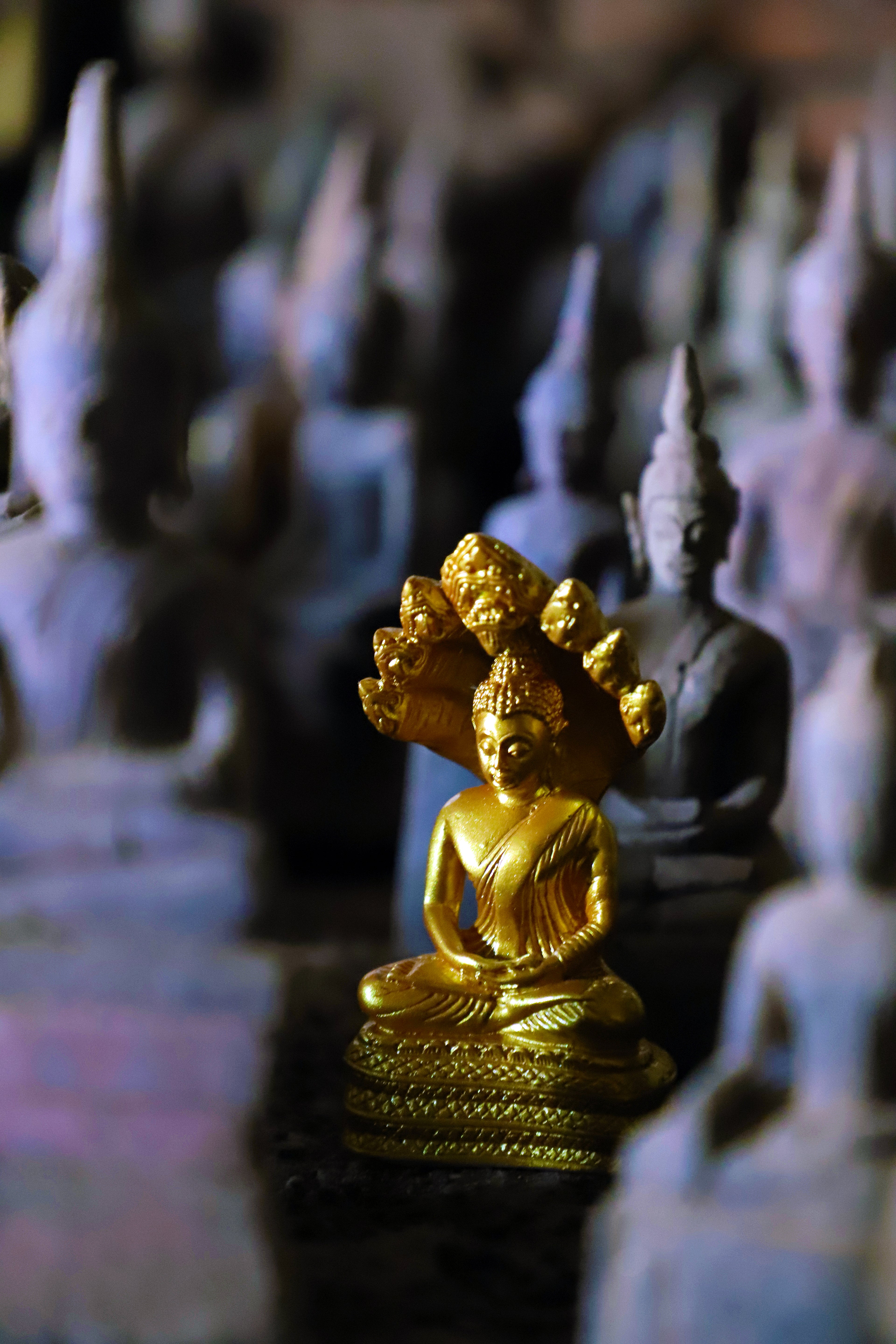 Main image Golden Miniature