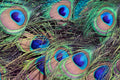 Main image Ocelli