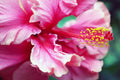 Main image Violet China